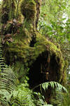 Mossy forest Stock 09