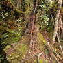 Mossy forest Stock 05