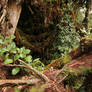 Mossy forest Stock 16
