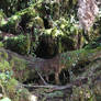 Mossy forest Stock 15