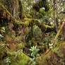 Mossy forest Stock 17