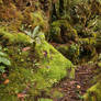 Mossy forest Stock 23