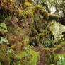 Mossy forest Stock 29