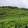 Tea Plantation Stock 16