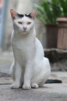 Cat Stock 132