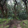 Tenerife Stock 011