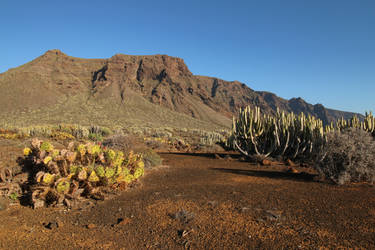 Tenerife Stock 035