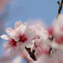 Almond Blossom Stock 03