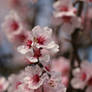 Almond Blossom Stock 04