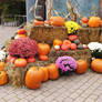 Pumpkin Stock 15