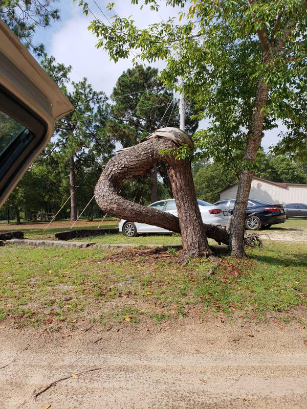 Backwards Tree Bent Over And Backwards Tree by VioletShadowsArt on DeviantArt