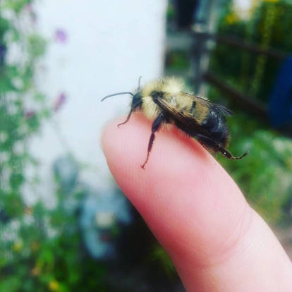 Little Bee