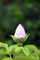 Rose bud