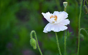 WHITE SPLENDEUR - wallpaper