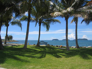 Line of coconut trees