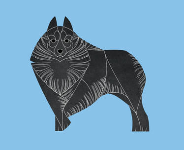 Year of the Dog - Schipperke