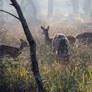 Deer in the mist of morning