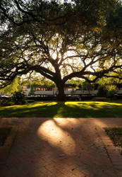 Backlit Tree