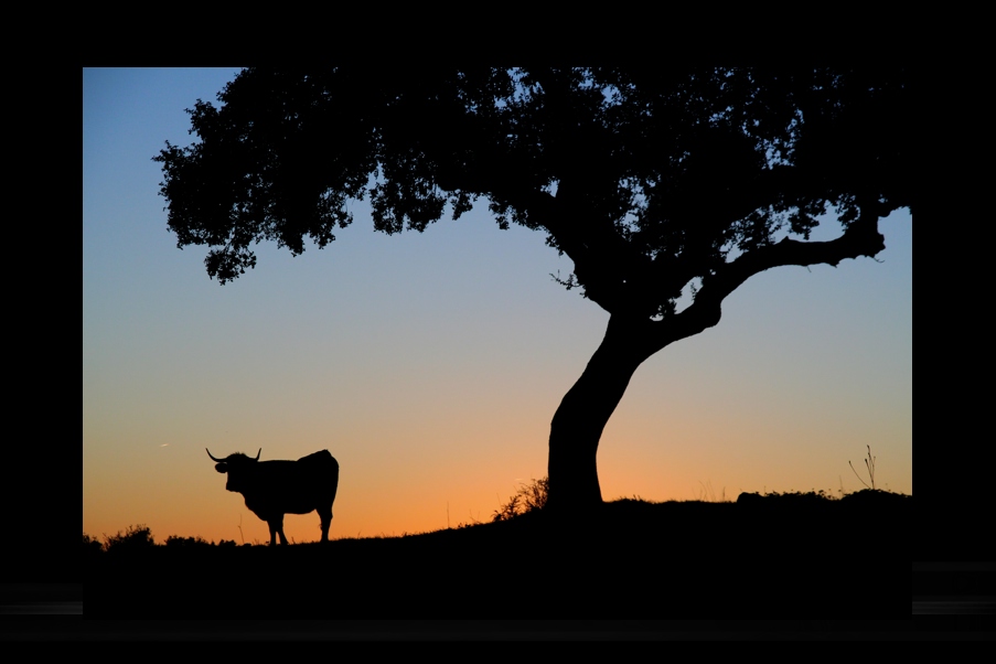 la vaca y el arbol