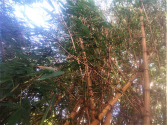 Cane Forest under the sunlight.