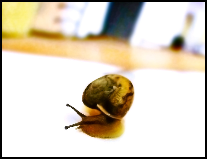 Snail