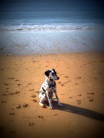 Luna on the beach