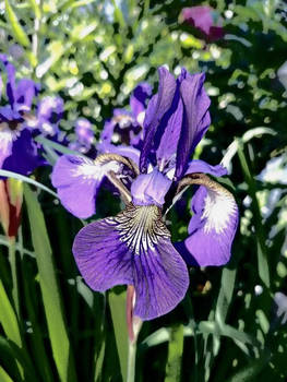 iris 