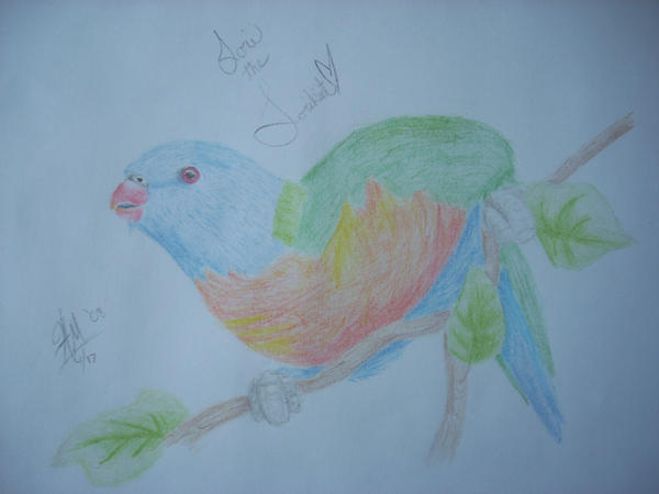 Lorikeet