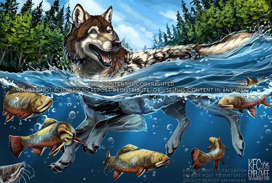 Собаки рыбу съедят. Волк рыбачит. Волк плывет. Волк в воде. Животные в воде арт.