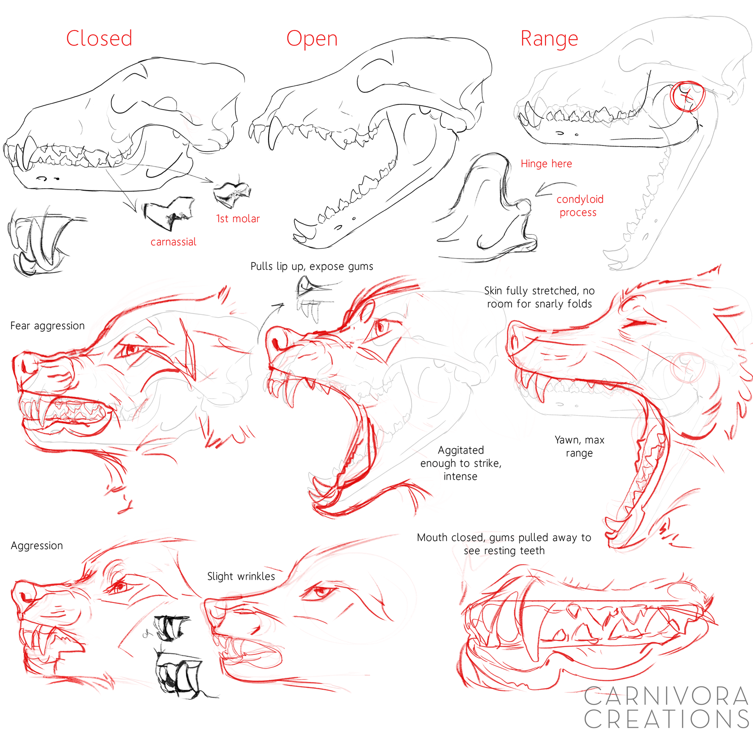 Wolf skulls and snarls reference by Chickenbusiness on DeviantArt