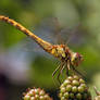 Dragonfly on blackberries