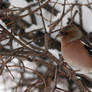 A chaffinch at last