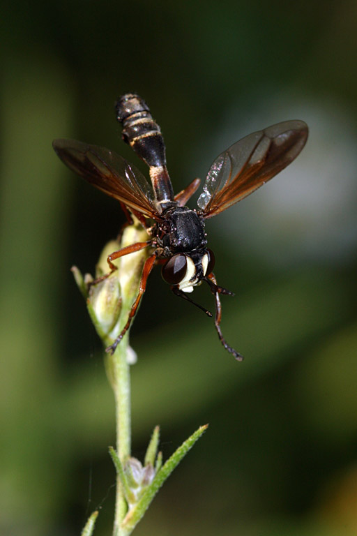 Fly gymnastics