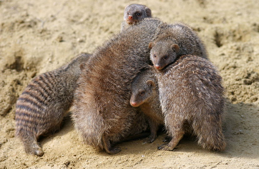 Mongoose cuddle