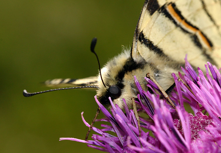 Scarce Swallowtail