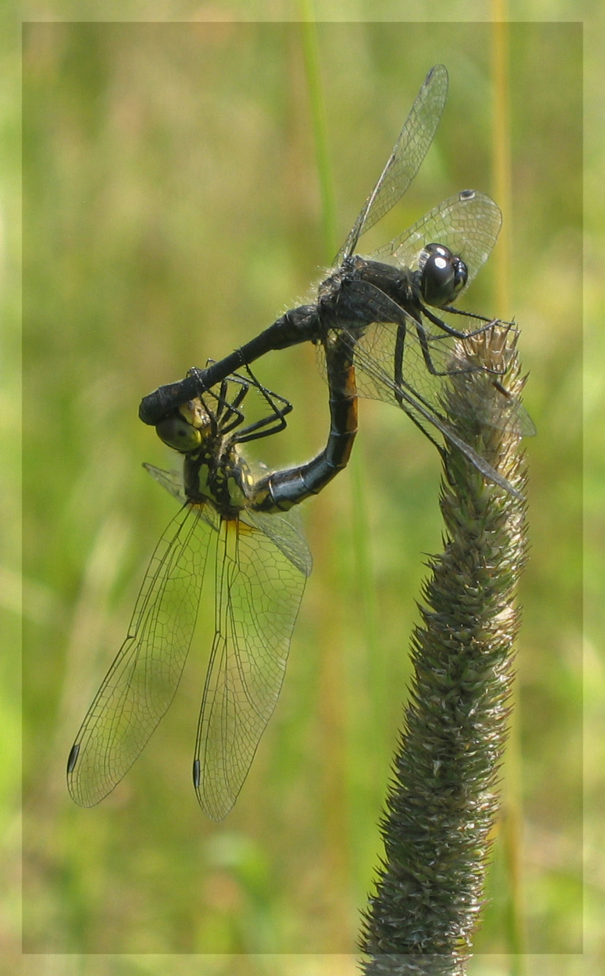 Mating Dragonflies