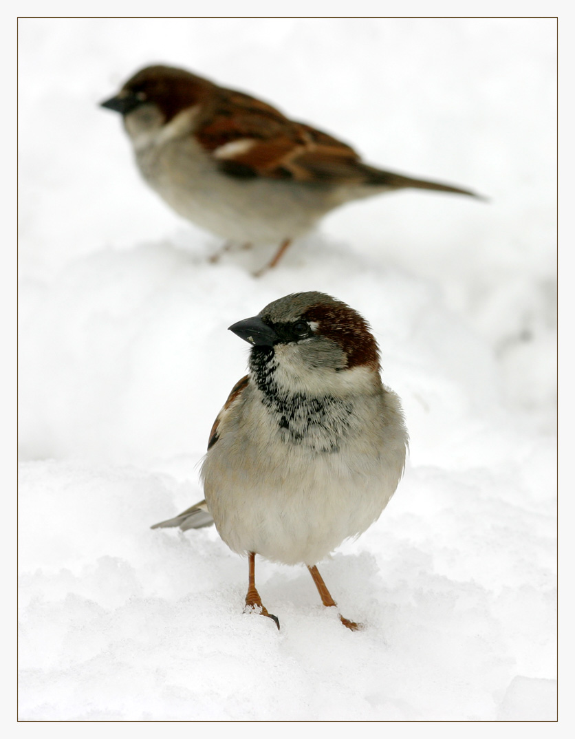 Sparrow Portrait