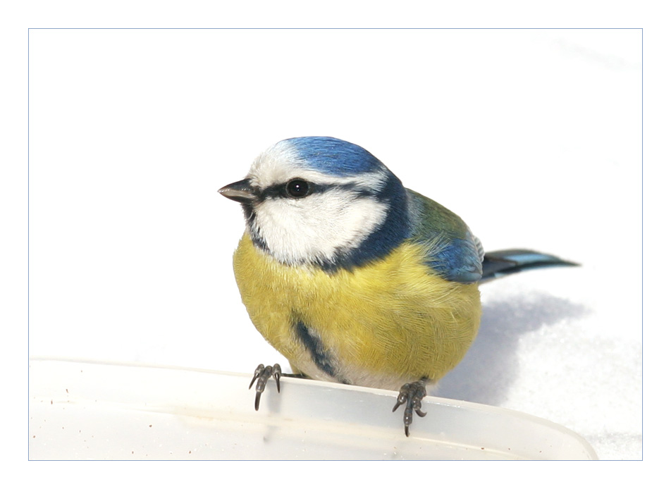 Blue tit close up