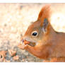 Red Squirrel