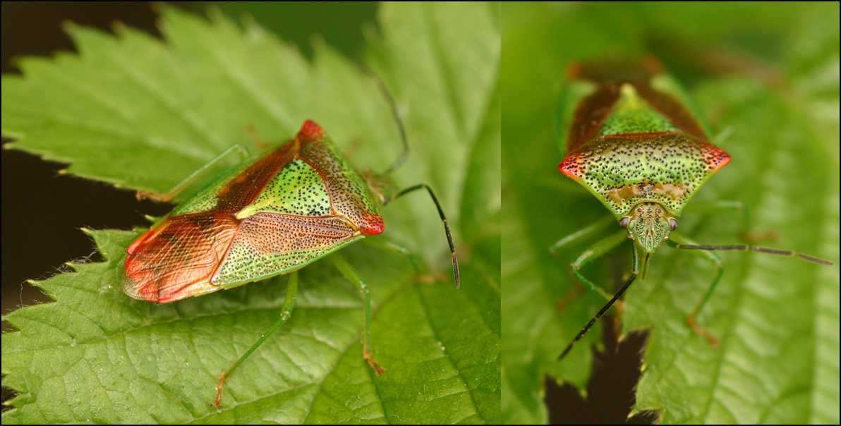 Acanthosoma haemorrhoidale