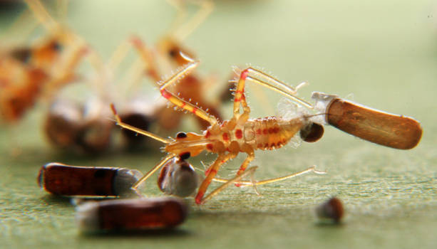 Hatching Rhynocoris Acrobatics