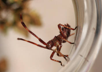 Coreus marginatus nymph