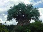 Tree of Life Unobstructed View by WDWParksGal