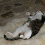 Mr Thomas in Total Comfort