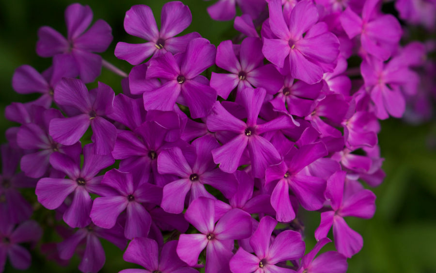 Pretty Flowers Wallpaper by WDWParksGal on DeviantArt Foto & Idee Pretty Flowers Wallpaper by WDWParksGal on DeviantArt Motiv