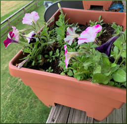 Flower Box