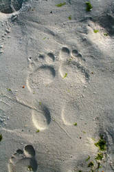 Footprints