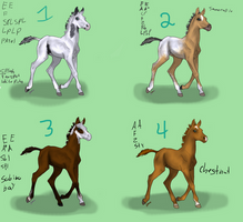Horse Auction.