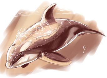 orca sketch
