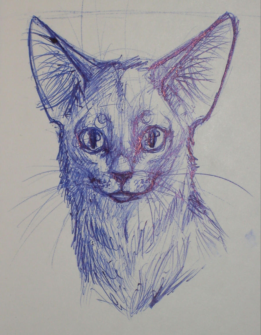 A (minskin?) cat